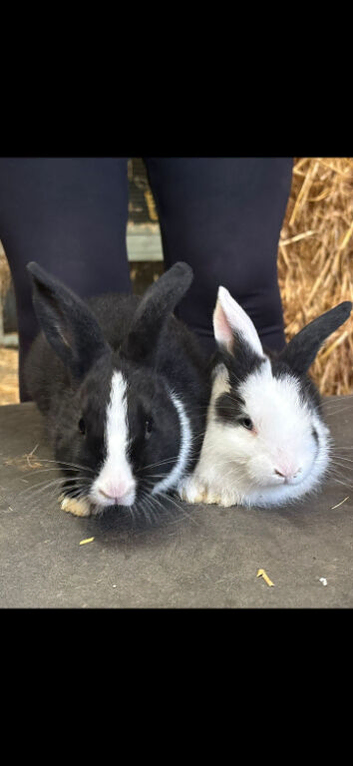 *** BABY BUNNIES** LOP CROSSES