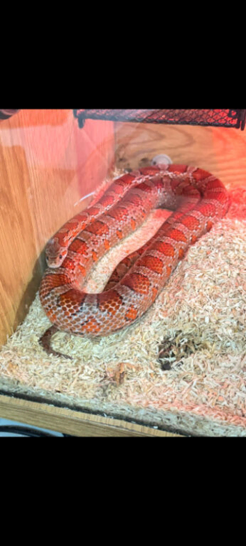 Male corn snake for sale
