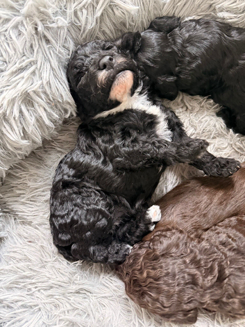 ONLY 2 female black cockapoos LEFT one all black one with a white chest