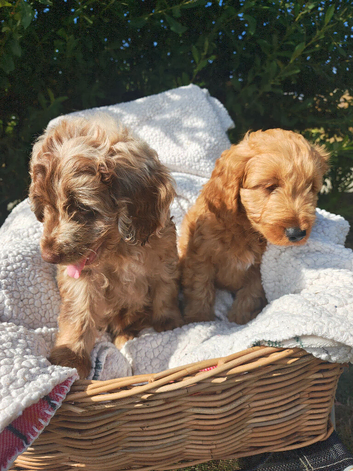 2 boy loving cockapoos *** ready for there forever home ***