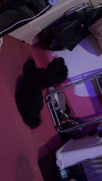 Female cockapoo