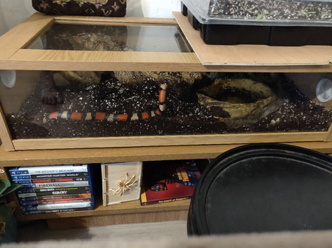 Milk snake with full set up