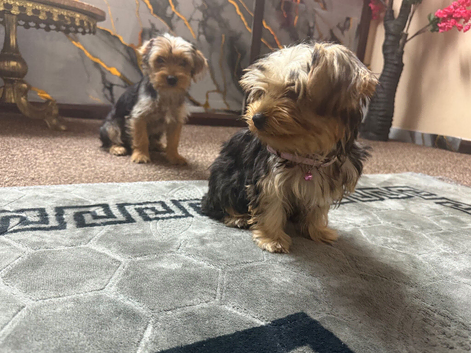 2 beautiful little girls Yorkshire