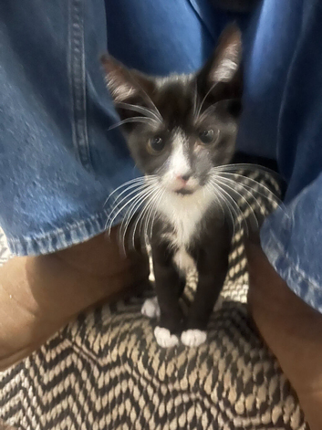 Kitten and mother (Mitch and Mimi)