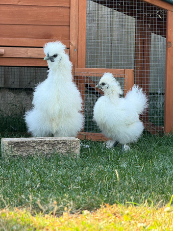 Silkie chickens