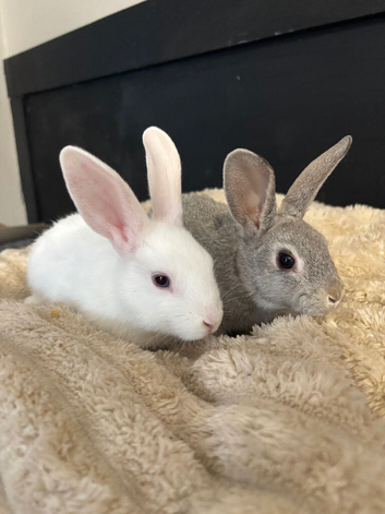 Mini Rex cross 2 boys available