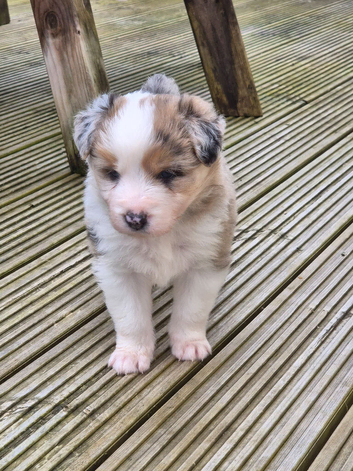 Beardie border x pups blue merle & tri colour male & female  ready to leave 15th july