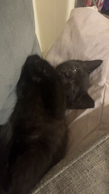 Kitten