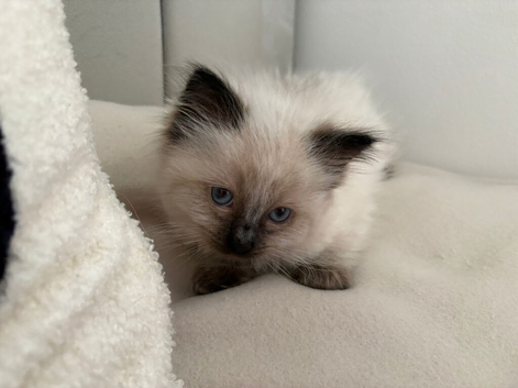 Ragdoll kitten male