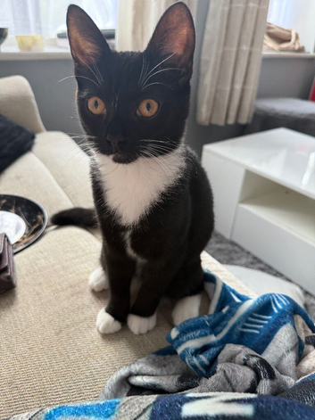 Kitten for sale