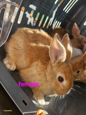 Mini lop X dutch