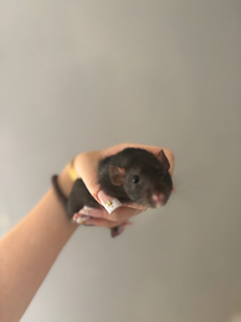 2 sister rats for sale