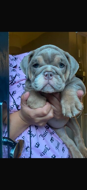 Lilac and tan English bulldog puppy