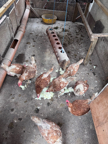 Chickens for sale
