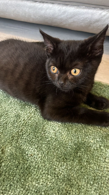 Black British shorthair kitten