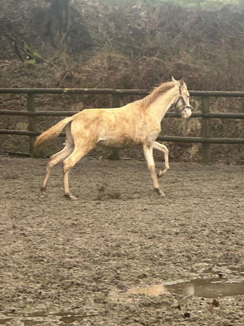 Double Dilute Andalucian filly