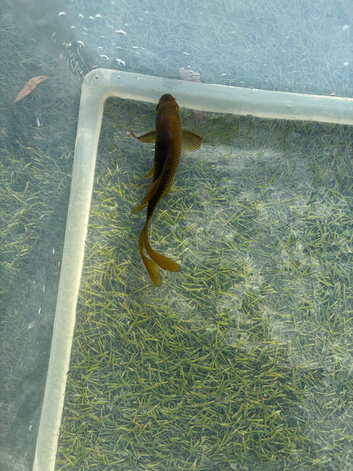 Olive green fancy long tailed goldfish