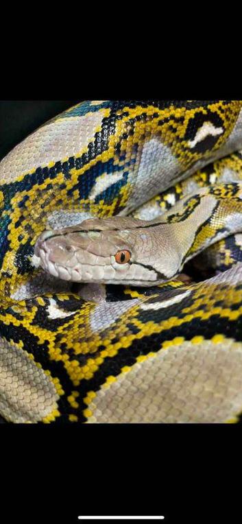 Reticulated python female