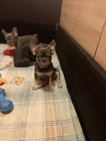 Stunning Lilac & Tan French Bulldog Puppies &ndash; Home Raised & Socialized