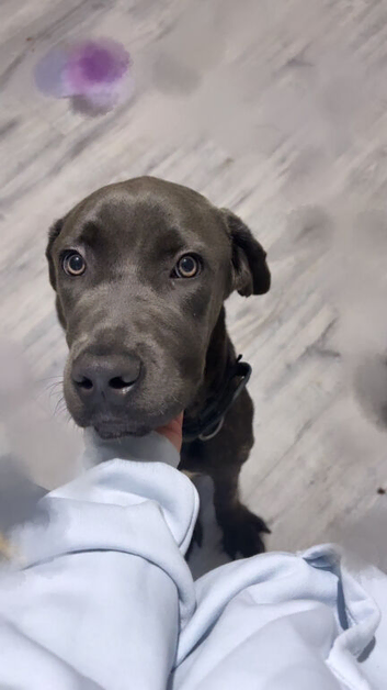 8 month Male Cane Corso