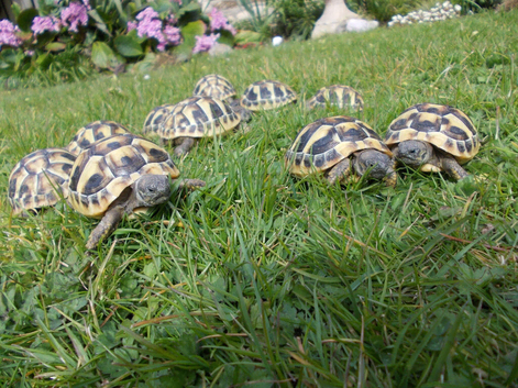 Hermann's tortoises T.h.b. 2yrs old.
