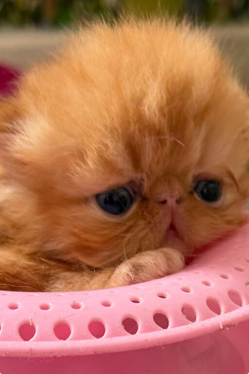 Registered Pedigree persian kittens