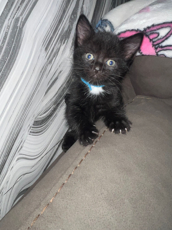 Kittens