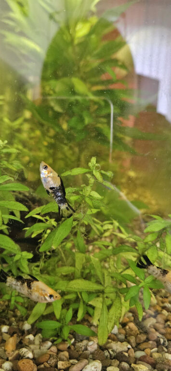 Tropical Molly's and plants