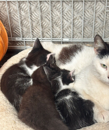 Black and white kittens