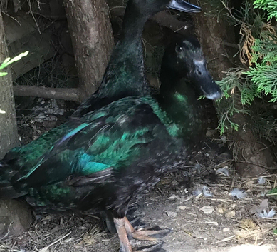 STUNNING BONDED PAIR OF CAYUGA DUCKS    SOLD. SOLD. SOLD. SOLD