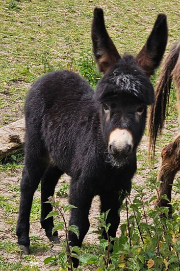 Stunning Mediterranean Miniature Donkey Foal