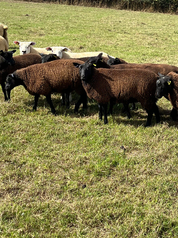 Dutch spotted x Texel ewe lambs for sale