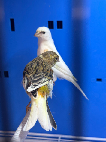 Canary&rsquo;s 2026 bred