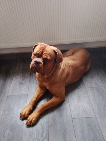 Look for stud for my female dogue du bordeaux