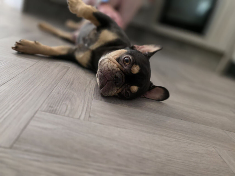 Frenchies for sale