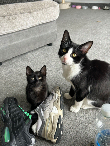 3 kittens