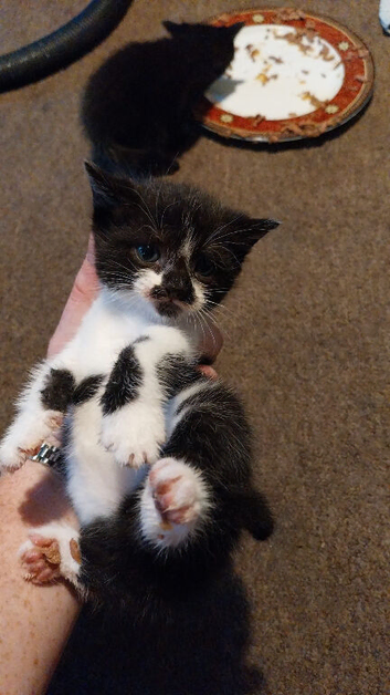 Kittens