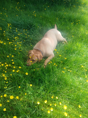 Lovely chunky labrador girl