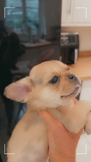 French bulldog x pug