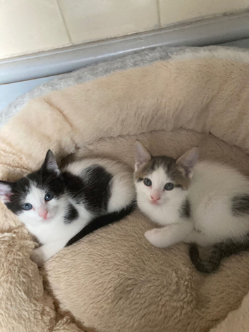 Kittens 7 weeks old