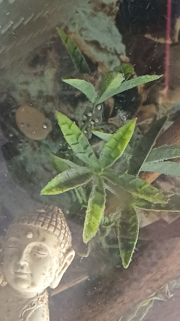 Axolotl Eggs