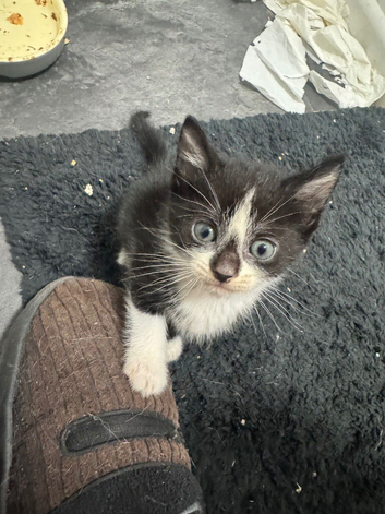 8 week old mixed tabby/domestic kittens