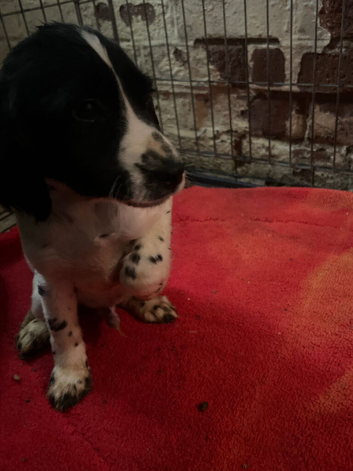 Cocker spaniel puppies READY NOW LAST BOY!!