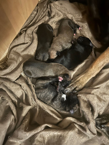 8 Belgian malinois cross whippet puppies for sale
