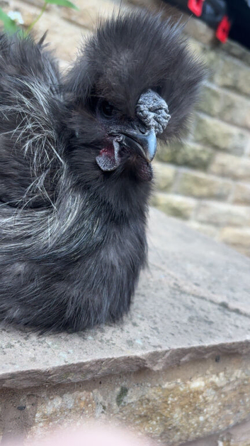 Silkie cockerel