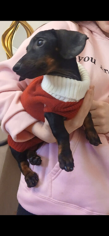 20 week old female mini dachshound