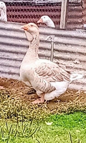Buff Dewlap Toulouse Gander