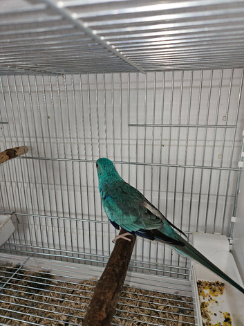 Red rumps