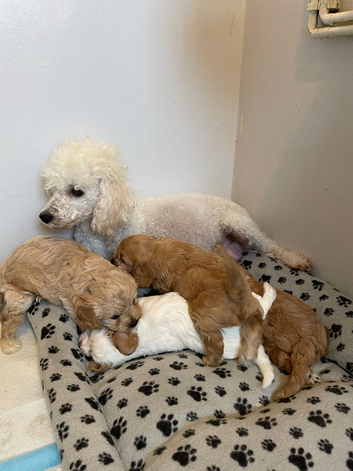 Beautiful F1 Cavapoos
