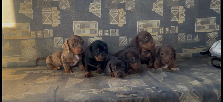 Ready to leave Sunday dachshund puppies